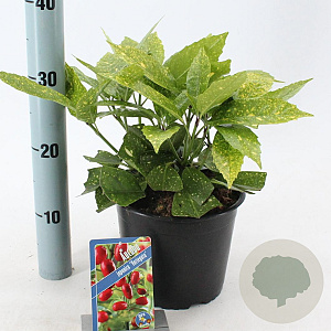 Aucuba jap. 'Variegata' 30-40 cm 3,0L
