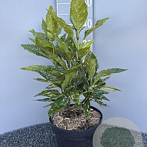 Aucuba jap. 'Variegata' 40-50 cm 5,0L