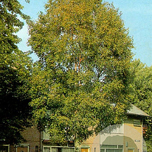 Betula utilis 'Doorenbos' 400-450 cm container solitair
