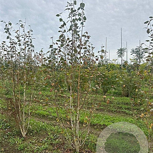 Betula utilis jacquemontii 200-250 cm draadkluit meerstammig