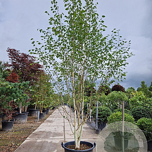 Betula utilis jacquemontii 350-400 cm container meerstammig