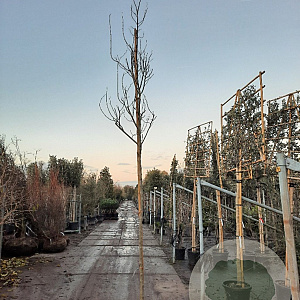 Broussonetia papyrifera 180 cm stam 35L 10-12