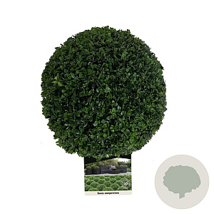 Buxus sempervirens 20-25 cm 3,0L bol antraciet