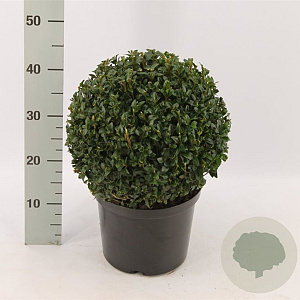 Buxus sempervirens 25-30 cm 5,0L bol