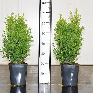 Buxus sempervirens 40-50 cm 4,5L bossig