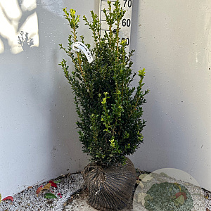 Buxus sempervirens 60-80 cm met kluit