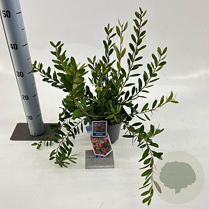 Callistemon vimin. Hot Pink 30-40 cm 2,0L