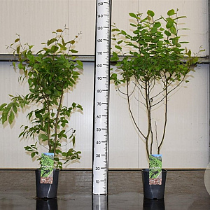 Carpinus betulus 80-100 cm 5,0L geveerd