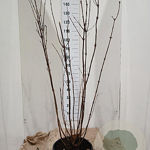 Calycanthus floridus 125-150 cm 20L