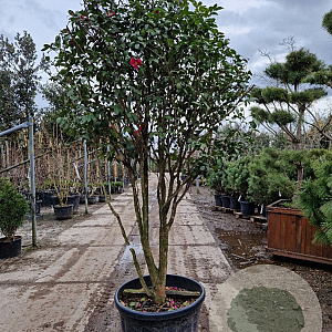 Camellia hiem. 'Kanjiro' 175-200 cm cont. 130L paraplu