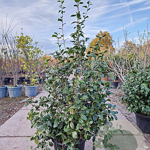 Camellia japonica 150-175 cm container meerstammig