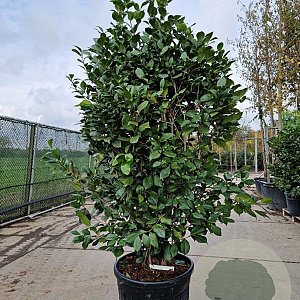 Camellia j. 'California' 175-200 cm container meerstammig