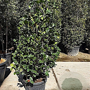 Camellia j. 'Lady Campbell' 125-150 cm container meerstammig