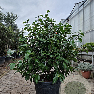 Camellia j. 'Miss Lyla' 100-120 cm container  50 cm stam