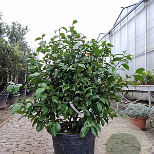 Camellia j. 'Miss Lyla' 100-120 cm container  50 cm stam