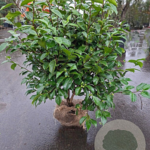 Camellia j. 'Miss Lyla' 125 cm met kluit solitair