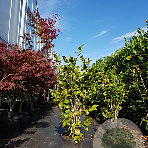 Camellia j. 'Mrs Charles Cobb' 100-125 cm 15L