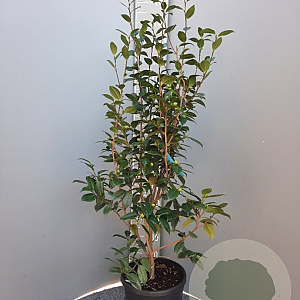 Camellia j. 'Nuccio's Gem' 125-150 cm 15L