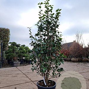 Camellia j. 'Snowball' 150-175 cm 35L