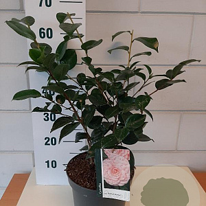 Camellia j. 'William Bartlett' 40-50 cm 5,0L
