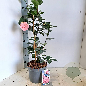 Camellia j. 'William Bartlett' 60-70 cm 5,0L