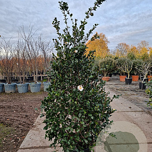 Camellia sasanqua 150-175 cm 30L