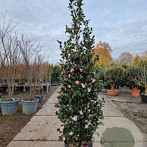 Camellia sasanqua 175-200 cm 30L