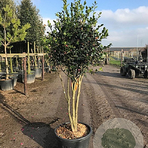 Camellia sas. 'Cleopatra' 150-175 cm 35L meerstammig