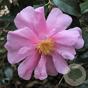 Camellia 'Show Girl' 175-200 cm 35L meerjarig