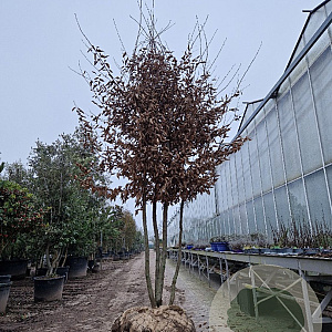 Carpinus betulus 350-400 cm container meerstammig extra