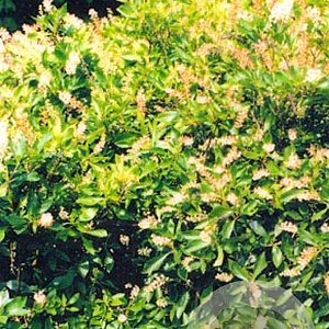 Clethra alnifolia 100-125 cm container