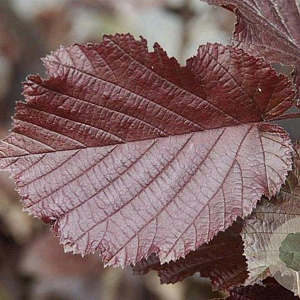 Corylus m. 'Purpurea' 100-125 cm container