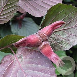 Corylus m. 'Purpurea' 100-125 cm container