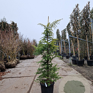 Cedrus deod. 'Aurea' 125-150 cm container meerstammig