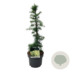 Cedrus deod. 'Golden Horizon' 200-250 cm container meerstammig