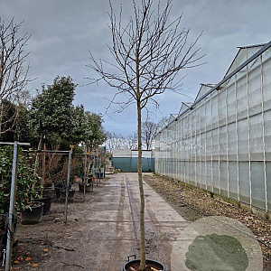 Cercis can. 'Forest Pansy' 200 cm stam container 12-14