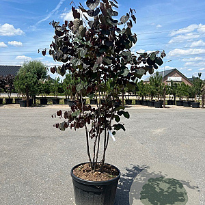 Cercis can. 'Merlot' 200-250 cm cont. 110L meerstammig