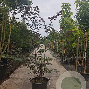 Cercis can. Red Force 175-200 cm container meerstammig
