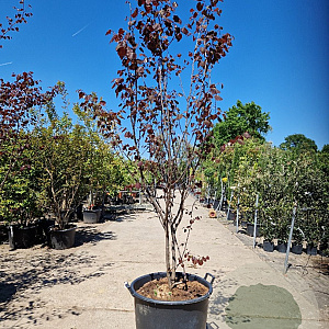 Cercis can. Red Force 175-200 cm container meerstammig