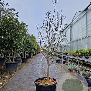 Cercis can. Red Force 175-200 cm cont. 70L