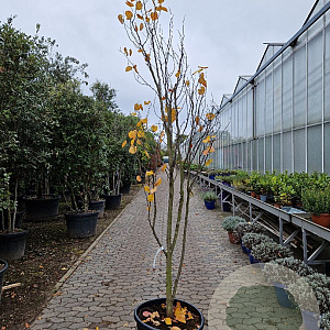 Cercis can. Red Force 250-300 cm cont. 70L