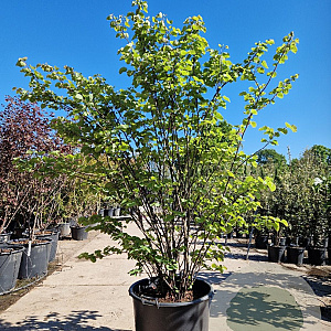 Cercis siliquastrum 175-200 cm container meerstammig