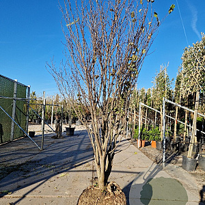 Cercis siliquastrum 250-300 cm draadkluit meerstammig 4 X verplant extra