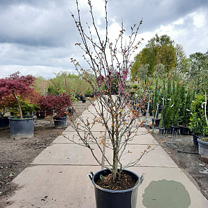 Cercis siliquastrum 200-250 cm container meerstammig extra