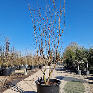 Cercis siliquastrum 250-300 cm container meerstammig