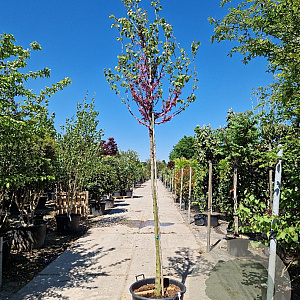 Cercis siliquastrum 180 cm stam container 12-14 leiboom