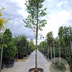 Cercis siliquastrum 220 cm stam container 20-25