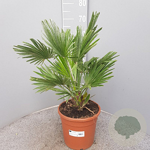 Chamaerops humilis 'Vulcano' 50-70 cm 6L