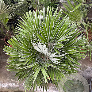 Chamaerops humilis 'Vulcano' 50-70 cm 6L