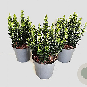 Euonymus jap. 'Green Spire' 20-25 cm P17